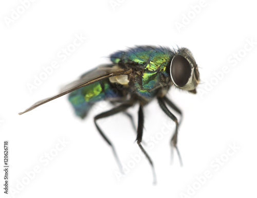 Wallpaper Mural Green fly isolated on white background, macro shot Torontodigital.ca