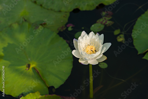 White tropical  waterlily in the water