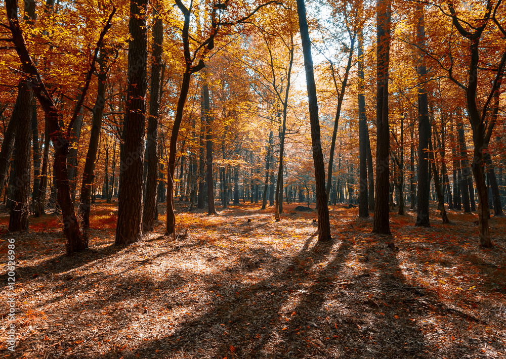 Obraz premium Sunrise in autumn forest