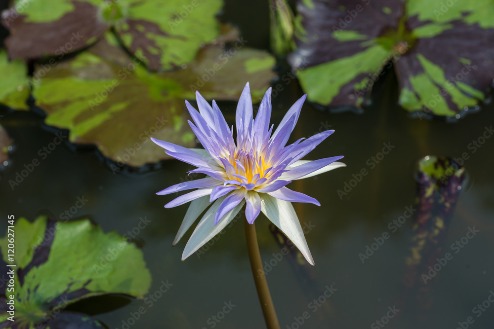 Purple tropical Waterlily in the water Purple tropical Waterlily in the water