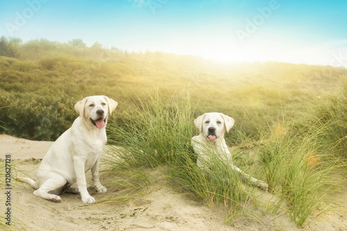 Zwei kleine süße Labrador Hunde / Welpen in den Dünen einer Nordsee Insel bei Sonnenuntergang / Sonnenaufgang