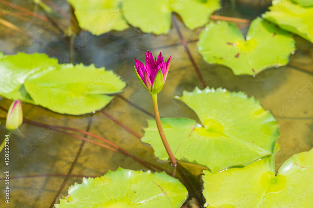 Pink purple tropical Waterlily in the water Pink purple tropical Waterlily in the water