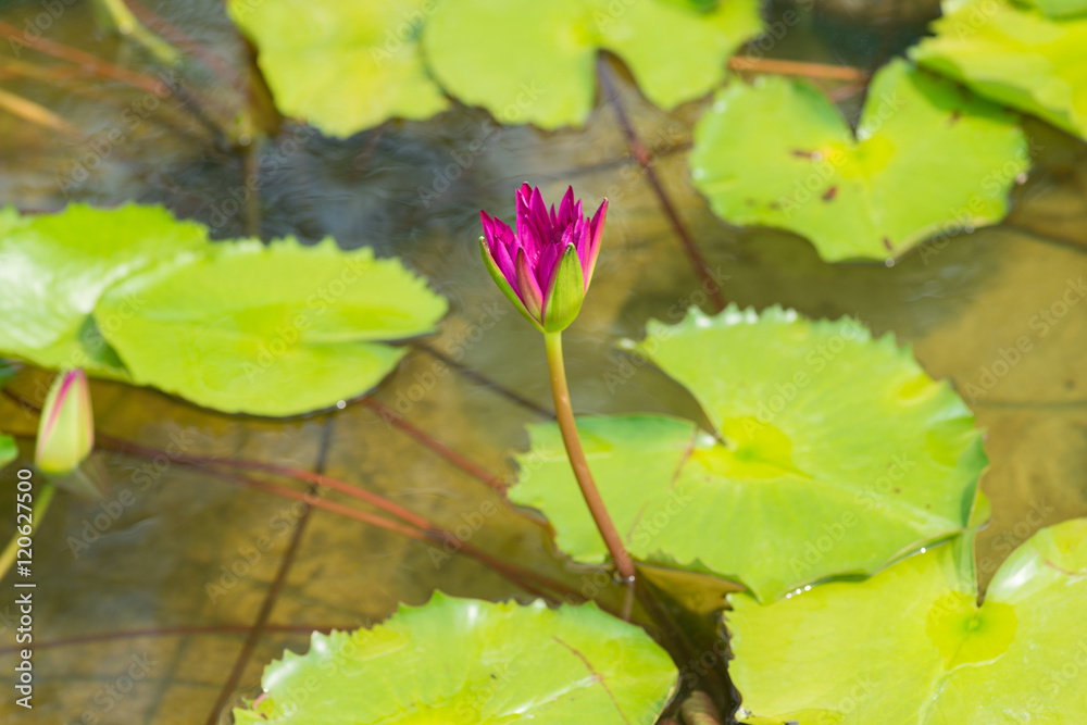 Pink purple tropical Waterlily in the water Pink purple tropical Waterlily in the water