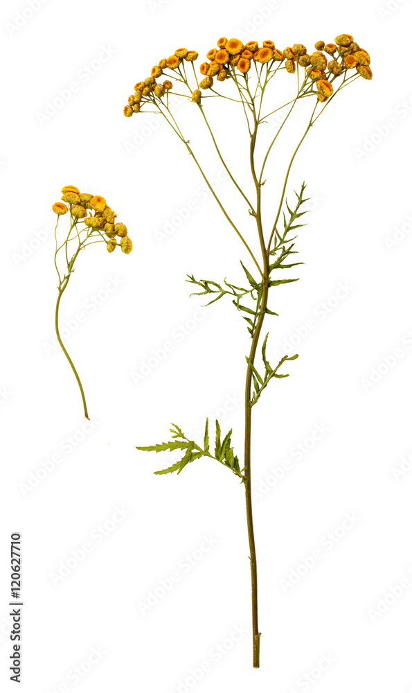 Fototapeta premium dry yellow flowers of wormwood, medicinal plant, isolate on a white