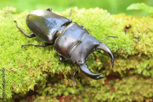 Japanese great stag beetle (Dorcus hopei hopei) in China   © feathercollector