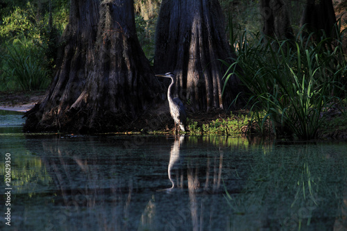 Blue Heron and Big Cypress Trees