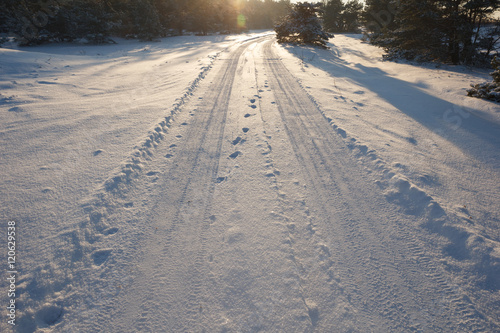 Snowy forest road