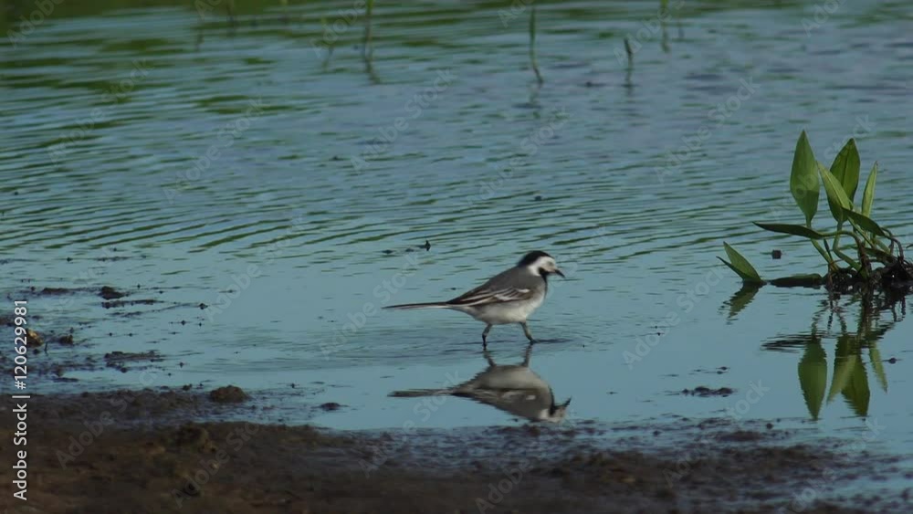 Wagtail in natural environment. White wagtail (motacilla alba) and yellow wagtail (motacilla flava) near water.Ultra hd 4k, real time Wagtail in natural environment. White wagtail (motacilla alba) and yellow wagtail (motacilla flava) near water.Ultra hd 4k, real time