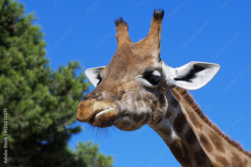 Fototapeta premium Girafe