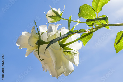 Schilderij op canvas White roses and  blue sky. Blooming roses.