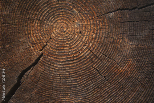 texture of dark wood. natural background.
