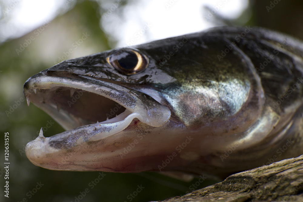 Zander in Detail, the freshwater Fish from Deep, Sander lucioperca