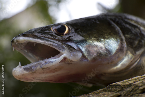 Zander in Detail, the freshwater Fish from Deep, Sander lucioperca