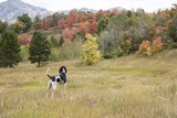 dog stands in front of fall colors in the mountains