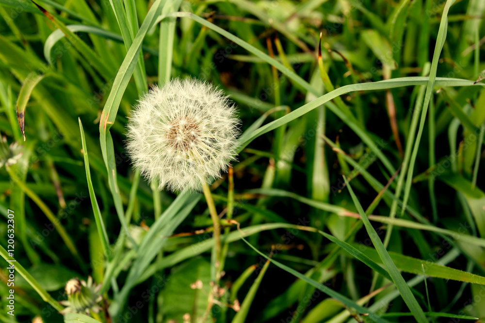 White dandelions on green background White dandelions on green background