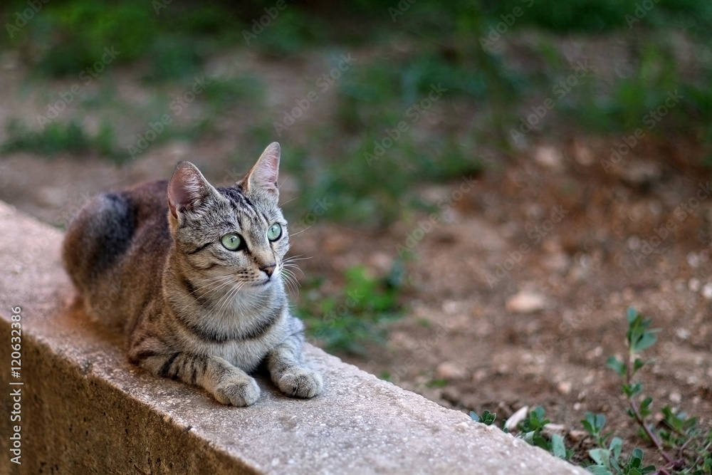 Beautiful tabby cat lying in the garden. Selective focus. 