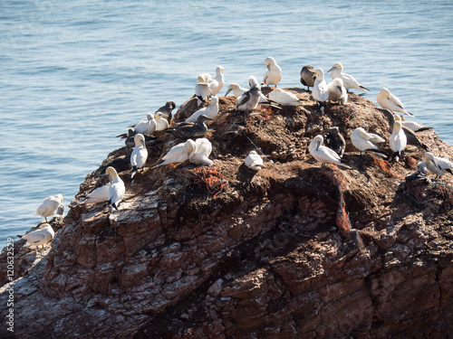 die Insel Helgoland photo