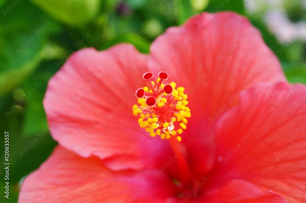 Close-up of a red hibiscus flower in bloom