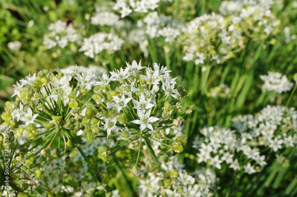 White flowers of the garlic chive nira herb White flowers of the garlic chive nira herb