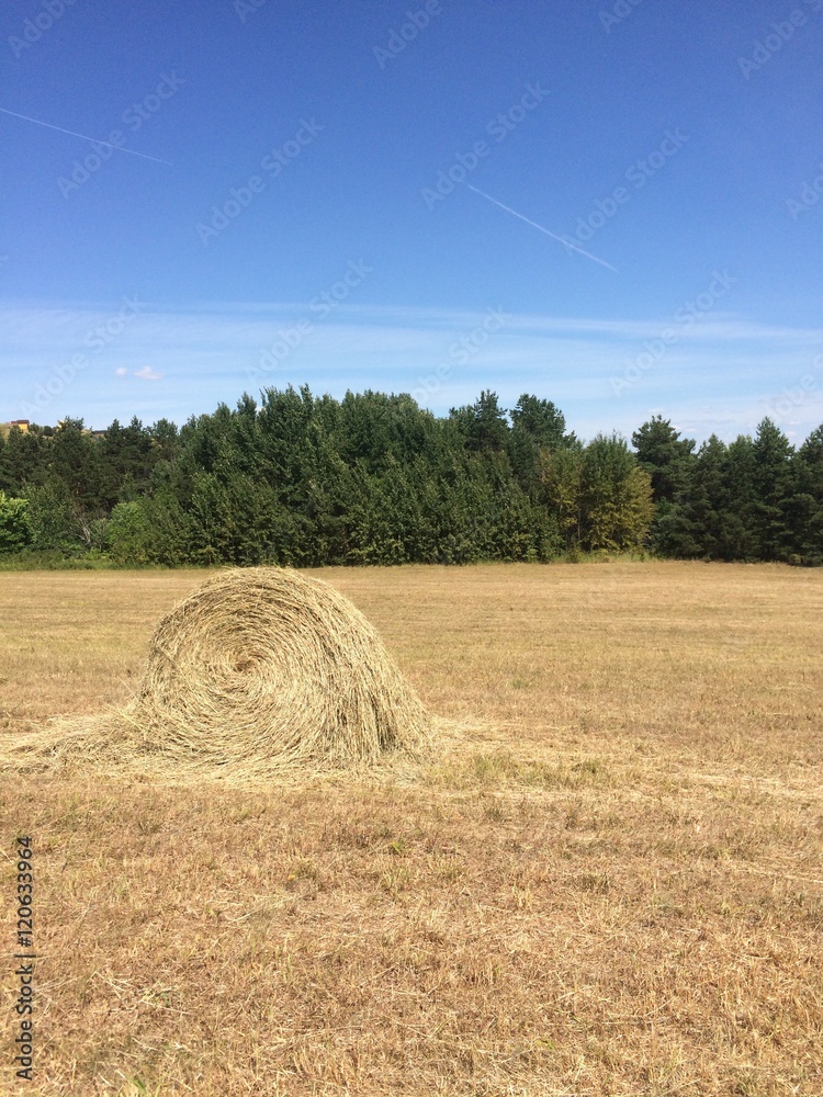 Fototapeta premium haystack