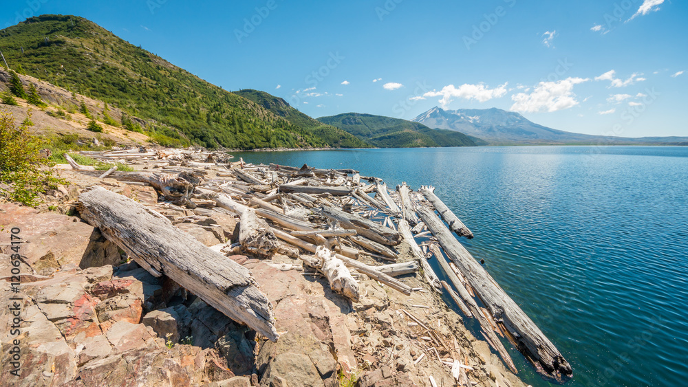 View on the crater of a volcano. Beautiful blue lake. Fallen logs in a lake in the mountains. Mount St Helens National Park, East Part, South Cascades in Washington State, USA
