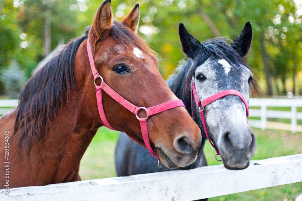 Naklejka premium Horses in pen