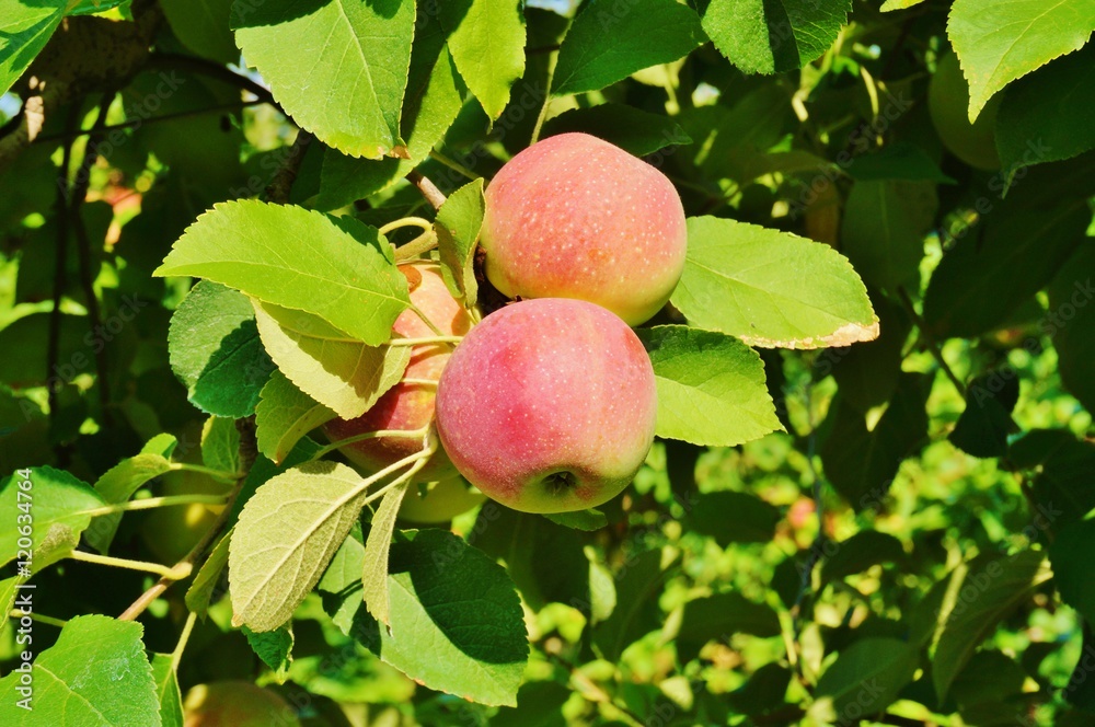 Fresh apples growing on trees at an apple orchard Fresh apples growing on trees at an apple orchard