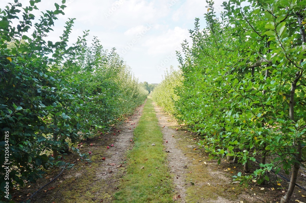 Fresh apples growing on trees at an apple orchard Fresh apples growing on trees at an apple orchard