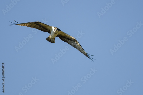 Lone Osprey Making Direct Eye Contact While Flying in Blue Sky