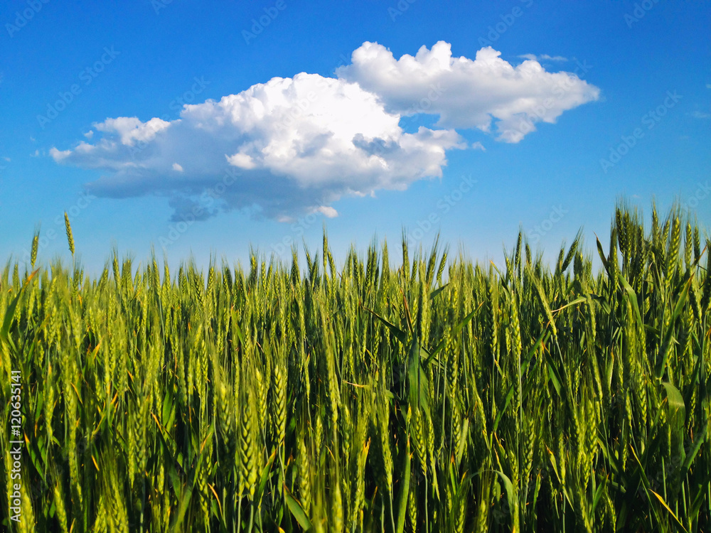 Obraz premium Wheat field