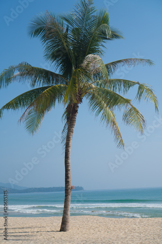 Single palm tree on a tropical beach over sea and sky background in summer day