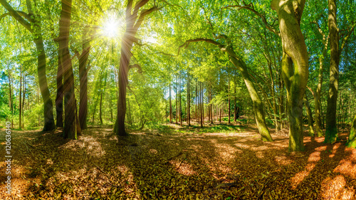 Wald bei strahlendem Sonnenschein