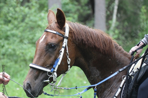 Fotografie Endurance horse portrait