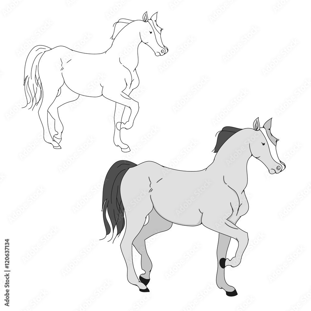The contour of the gait of the horse