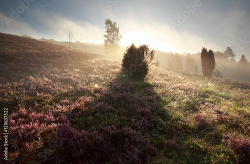 Canvas Print juniper tree shadow on heathland at sunrise