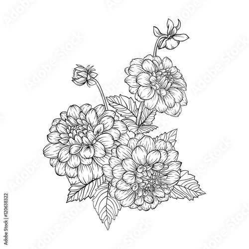 beautiful monochrome black and white bouquet dahlia isolated on background.