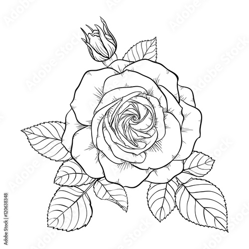 beautiful monochrome black and white bouquet rose isolated on background.