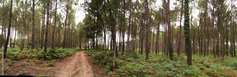 Forêt des Landes