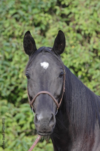 black horse looking stright into camera portrait