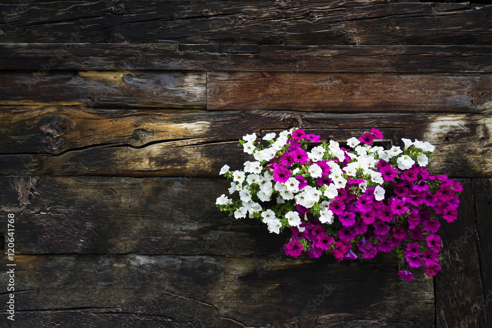 White and violet flowers covering window of wooden log cabin White and violet flowers covering window of wooden log cabin
