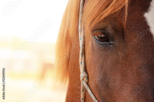 Eye of horse on the sunshine background