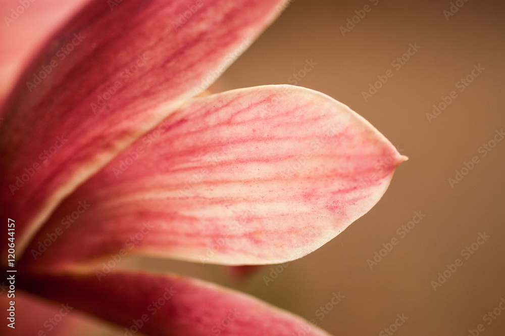 Flower petals on isolated background 