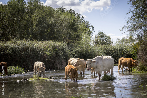 Vacas pasando por el río. Ganado vacuno. Rebaño de vacas.
