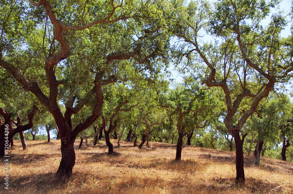 cork oak trees in south of Portugal