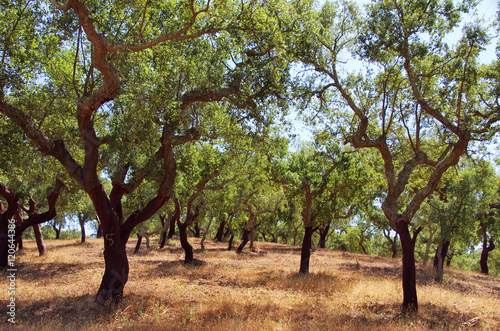 cork oak trees in south of Portugal