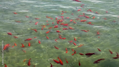 Close up of red fishes in the lake of Plaza de Espana square by day in Seville city, Andalusia, Spain.