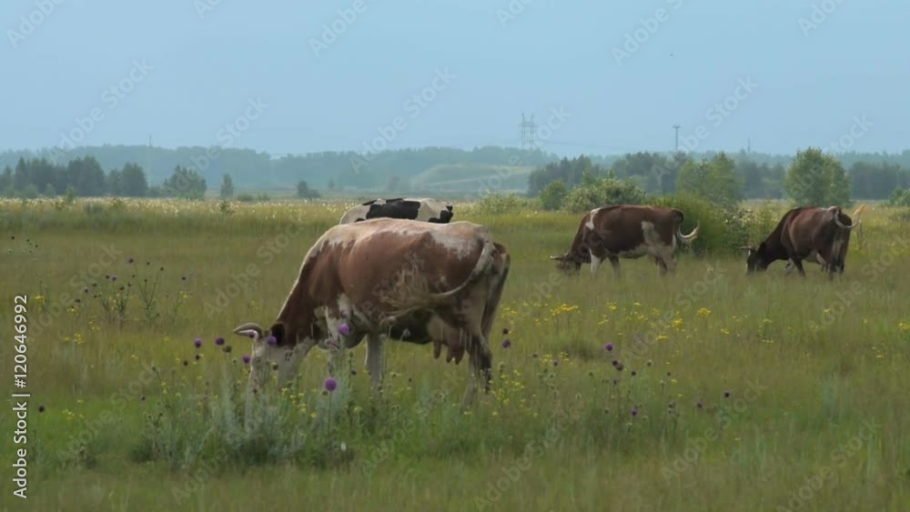 Cows feeding in the field. Farm cattle grazing on the meadow Cows feeding in the field. Farm cattle grazing on the meadow