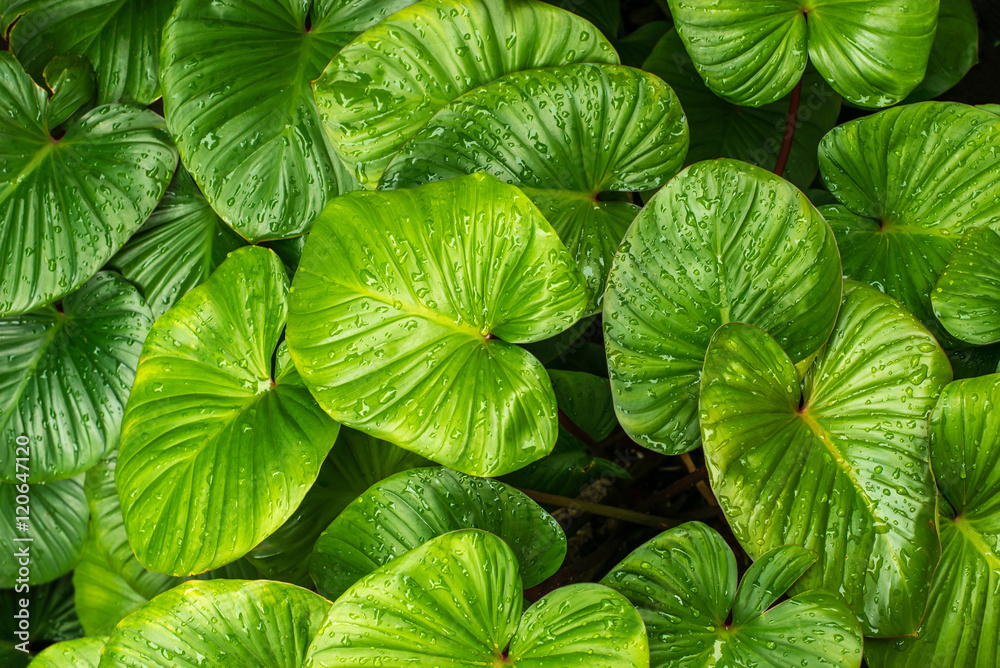 Water drops on green leaves Water drops on green leaves