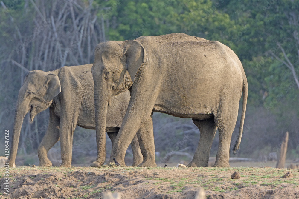 Fototapeta premium Large Female Indian Elephant along the River Bank