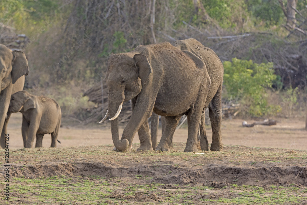 Fototapeta premium Male Indian Elephant along the River Bank